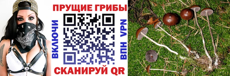 Купить где  Донецк  Псилоцибиновые грибы GOLDEN TEACHER 